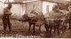 Macedonia: Üsküb (Shkup / Skopje), Buffaloes And His Master Cca. 1925 - North Macedonia