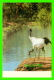 OISEAUX - RED-CROWNED CRANE - GRUS JAPONENSIS - - Oiseaux