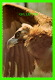 OISEAUX - THE HOODED VULTURE FROM AFRICA -  BIRD OF PREY EXHIBIT AT THE BRONX ZOO - - Oiseaux