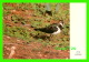 OISEAUX - LAPWING -VANELLUS VANELLUS  -  PALHOT LTD, ISRAEL  - - Oiseaux