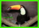 OISEAUX - TOCO TOUCAN - 1994 WARDENE WEISSER/PICTURE - - Oiseaux