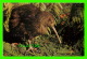 OISEAUX - NEW ZEALAND'S NATIONAL BIRDS KIWI - TRAVEL IN 1988 - - Oiseaux