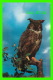 OISEAUX - HIBOU - OWL'S SCOWL  - H. V. HENDERSON - - Birds