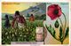4 Card  Plantes MEDICINALES  DRUGS China Opium  Pavot  Papaver  Mohn Opiumernte Persien Amanita Muscaia  PUB Addiction - Sonstige & Ohne Zuordnung