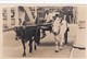 UNIDENTIFIED BULLOCK CART - Other & Unclassified