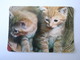 1 Calendar - Portugal Animal Cat (d4) - Petit Format : 1991-00