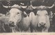 CPA - AGRICULTURE ... EN MORVAN 95 ... BOEUFS ATTELES -             TDA65 - Attelages