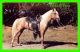 CHEVAUX - HORSES - PRIZE PALOMINO - TRAVEL IN 1957 -  H. S. CROCKER CO INC - - Chevaux