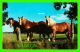 CHEVAUX - HORSES - ON NOUS SURVEILLE ! - SUNSET WESTERN STORE, BENNINGTON, VERMONT - - Chevaux