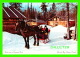 CHEVAUX - HORSES -  WINTER TIME AT CENTENNIAL PARK, THUNDER BAY, ONTARIO - - Chevaux