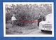 Photo Ancienne - RIVERSIDE ( California , USA ) - Arbre - Automobile - Agriculture Viticulture Vigne Vin Wine 1950 - Cars