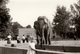 2 Photos Originales Zoo - Enfant En Ballade Au Zoo, Pause Photo Eléphant & Ours En 1970 - Personnes Anonymes