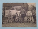 COWS In The PICTURE ( Hand Miltenburg / Reimer Strikwerda ) ROODBONT > Met 5 CP / PK Copycards ( Zie Foto's ) ! - Vaches