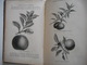 BOTANIQUE, PLANTES, 1885, TRAITE PRATIQUE DE BOTANIQUE, ED. LAMBERT, GRAVURES PLANTES - 1801-1900