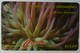 ST VINCENT & THE GRENADINES - GPT - 52CSVG - $20 - Giant Sea Anemone - STV-52G - Used - St. Vincent & The Grenadines