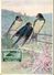 28644 Italia, Maximum 1955 Swallow Hirondelles Rondini, Rauchschwalbe - Rondini