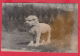 220355 / Real Photo - The Great Wall  LION STATUE  , China Chine Cina - Other & Unclassified