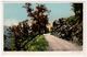 San Jose, California, USA, Road To Lick Observatory, UB Detroit Pub Co Postcard, # 8603, - San Jose