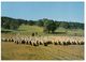 (PF 505) Australia - Sheep Grazing - Outback