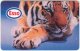 CZECH REP. C-980 Chip Telecom - Animal, Cat, Tiger - Used - Tschechische Rep.