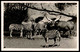 ALTE POSTKARTE ZEBRAS UND WATUSSI RIND CARL HAGENBECK'S TIERPARK Hamburg Hagenbeck Zebra Zoo Cow Postcard AK Cpa - Eimsbüttel