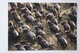 Africa - Botswana. Buffalo  - Old Postcard - Botswana