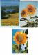 Delcampe - LOT De 35  CPM Représentant Des TOURNESOLS   //  TBE - 5 - 99 Cartes