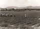 Basilicata - REAL PHOTO (12,7 X 17,7 Cm) - Campagna - Costumi - Italia - Other & Unclassified