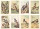 Lot 17 Chromos Grand Format Oiseaux, Alouette, Linotte, Traquet, Sitelle, Grive, Cini, ...signées Lescure - Sonstige & Ohne Zuordnung