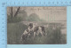 PC Chien De Chasse - Cover Lyon 1903 Rhone + Stamp, Timbre - Hunde