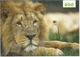 Lion Of The Dublin Zoo, Postcard From Dublin, Irland,  Sent To Andorra, With Arrival Postmark (stamp Killarney Park) - Lions