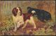 °°° 9930 - TUCK&SON OILETTE - DRUMMOND - SPANIELS - 1921 °°° - Tuck, Raphael