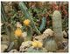 (M+S 315) Sanary Bandol Cactus Garden - Cactusses