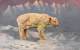 CPA ILLUSTRATEUR MULLER MUNCHEN ARTIST SIGNED OURS BEAR  BLANC POLAR - Mueller, August - Munich