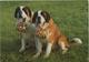 Bernhadiner Hunde - St. Bernhards-Zwinger Von Malters - Photo: Engelberger - Malters