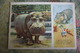 USSR Old Postcard  - Hippo   - Pioneer - 1955 - Hippopotames