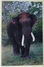 Indian Elephant At ZOO. Mysore. 0346 - Elephants