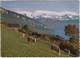 Sigriswil (Thunersee): ALPEN KÜHE / VACHE / KOEIEN / COWS - Eiger, Mönch Und Jungfrau - (Suisse/Schweiz) - Sigriswil