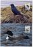 GREENLAND 1988 Birds II.on Maximum Cards.  Michel 191-94 - Maximum Cards