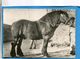 HOLLANDE-Cheval De Trait- Pub  Pharma -"Soufrane "cad  P P 1961--Montreuil - Horses