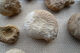 Ammonites (Calvados, Normandie) - Fossiles