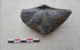 Spirifer Verneuilly (Barvaux, Belgique) - Fossiles