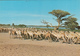 SUDAN - Shendi - Dromedaries Caravan - Soudan