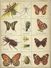 ENCYCLOPEDIE IN ZEGELS N° 10 - DE INSEKTEN ( VLINDERS BUTTERFLIES PAPILLON - KEVERS COLEOPTERA BEETLES ) 1957 - Encyclopédies