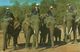 Thailandia (Thailand) Elefanti, Elephants Preparing For A Parade - Tailandia