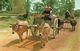 Thailandia (North Thailand) Buoi, Carts Drawn By Both Buffalos And Cows, It's Thai Ancient Transport That Still Existing - Tailandia