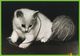 Voyo GERMANY/DDR  Kätzchen Mit Wolle  Cat 1984 Unused Planet Nr 7795 Echt Foto - Chats