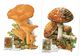 C UNGHERIA 1986 SEI CARTOLINE MAXIMUM FUNGHI FUNGUS CHAMPIGNONS PILZ SETAS MÉRGES GOMBÀK - Paddestoelen