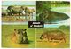 RHODESIA/ZIMBABWE - ANIMALS / HIPPO / THEMATIC STAMP-BIRD - Zimbabwe