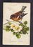 CPA Illustrée Par C. KLEIN (signature En Haut à Gauche) Oiseau Sur Branche D'églantier Rose Sauvage - Klein, Catharina